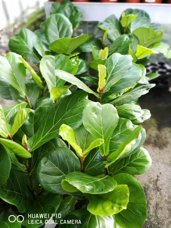 Φίκος Λυράτα (Ficus lyrata) - 3